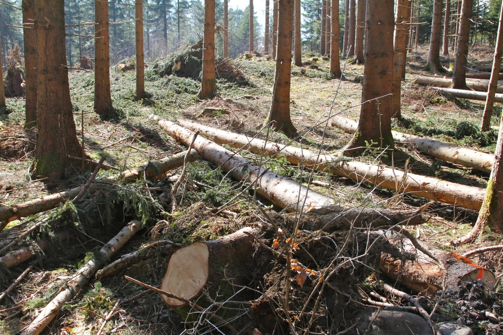 KOE_Forstarbeiten G__fis 14_jpg-1331661669