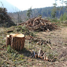 KOE_Forstarbeiten G__fis 15_jpg-1331661683