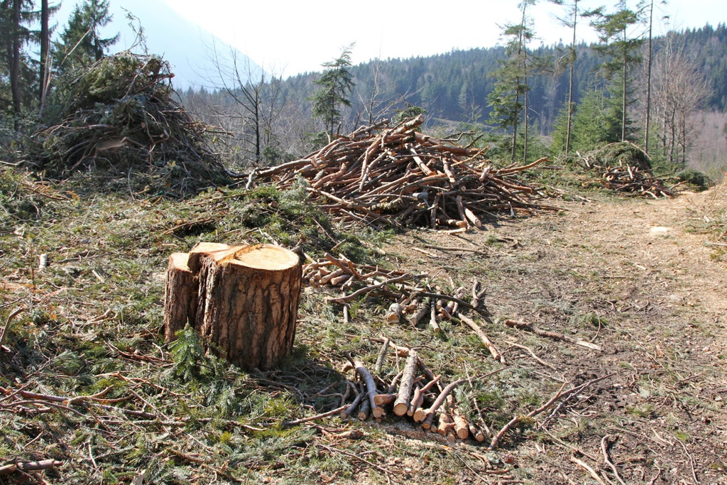 KOE_Forstarbeiten G__fis 15_jpg-1331661683
