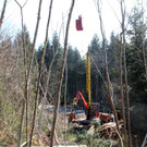 KOE_Forstarbeiten G__fis 18_jpg-1331661708