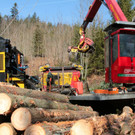 KOE_Forstarbeiten G__fis 31_jpg-1331661849