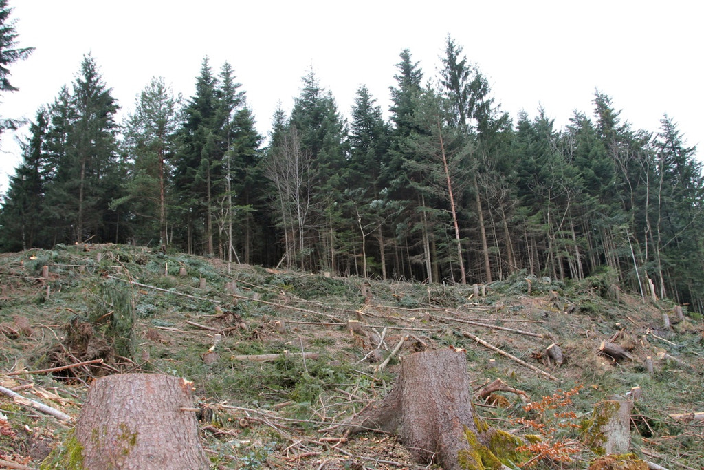 KOE_Forstarbeiten G__fis 35_jpg-1331661886