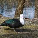 IMG_2565.JPG