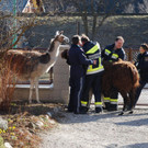 Lamas in Neunkirchen von Feuerwehr und Polizei geborgen