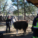 14032012_Lamas Payerbach _10_.jpg