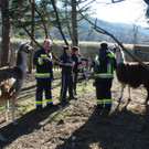 14032012_Lamas Payerbach _11_.jpg