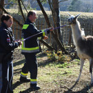 14032012_Lamas Payerbach _12_.jpg