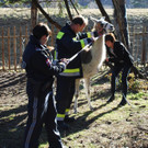 14032012_Lamas Payerbach _13_.jpg