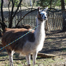 14032012_Lamas Payerbach _14_.jpg