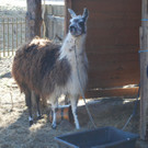 14032012_Lamas Payerbach _15_.jpg