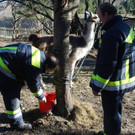 14032012_Lamas Payerbach _17_.jpg