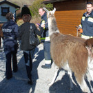 14032012_Lamas Payerbach _4_.jpg