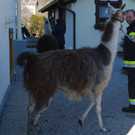 14032012_Lamas Payerbach _5_.jpg