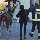14032012_Lamas Payerbach _6_.jpg