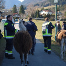 14032012_Lamas Payerbach _7_.jpg