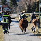 14032012_Lamas Payerbach _8_.jpg