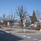 Baumschneidaktion ZUSSNER 13-03-2012 _11__jpg-1331745284