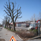Baumschneidaktion ZUSSNER 13-03-2012 _12__jpg-1331745289