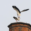 2012-03-04_0095_10.jpg