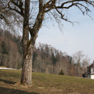 IMG_0966.JPG