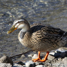 Baggersee Paspels die schoensten Bilder in Brederis
