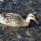 Baggersee 5  - 2012 156_jpg-1332015142