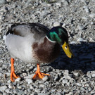 Baggersee 5  - 2012 256_jpg-1332015150