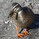 Baggersee 5  - 2012 266_jpg-1332015161