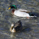 Baggersee 5  - 2012 280_jpg-1332015179