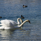Baggerseen Paspel  - 2012 482_jpg-1332015239