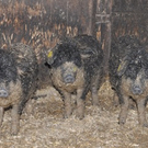 H__hner schwein.jpg