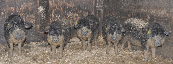 H__hner schwein.jpg