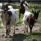 KOE_Wildpark 201203 15_jpg-1332087482