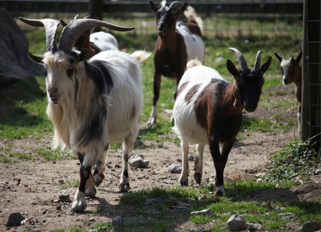 KOE_Wildpark 201203 15_jpg-1332087482