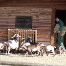 KOE_Wildpark 201203 17_jpg-1332087500