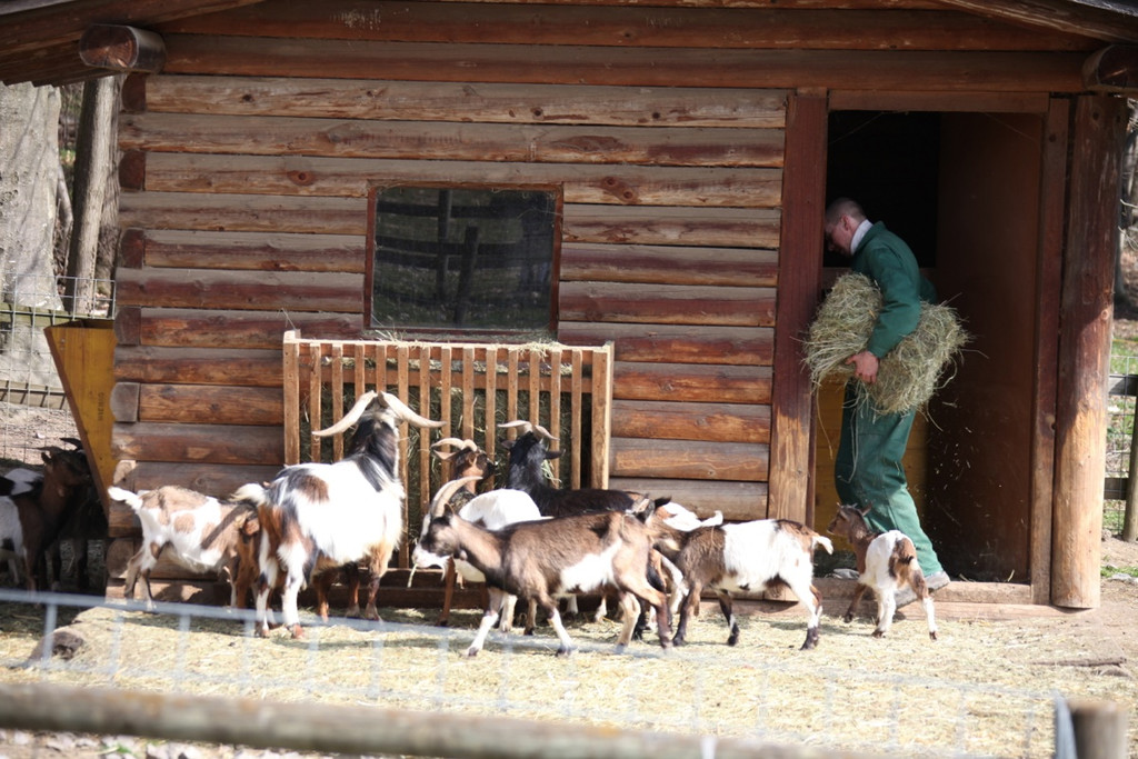 KOE_Wildpark 201203 17_jpg-1332087500