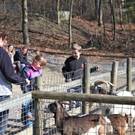 KOE_Wildpark 201203 18_jpg-1332087509