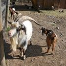 KOE_Wildpark 201203 19_jpg-1332087518