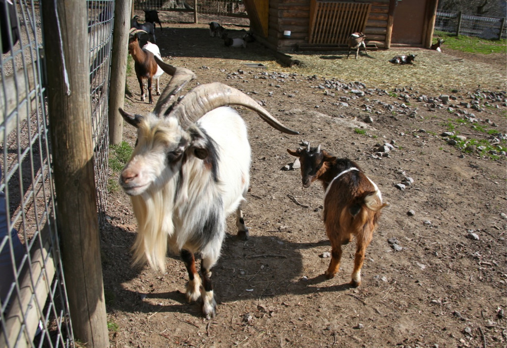 KOE_Wildpark 201203 19_jpg-1332087518