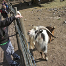 KOE_Wildpark 201203 20_jpg-1332087529