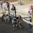 KOE_Wildpark 201203 21_jpg-1332087540