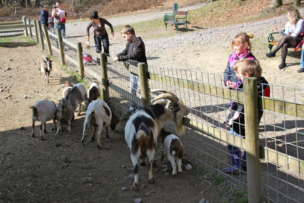 KOE_Wildpark 201203 21_jpg-1332087540