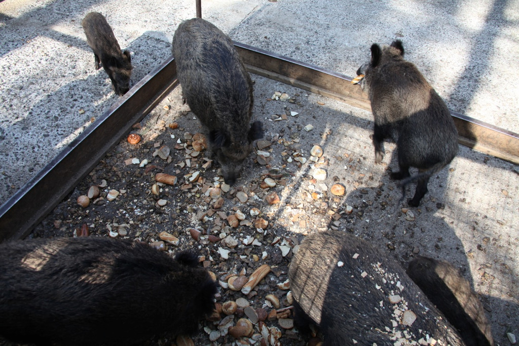 KOE_Wildpark 201203 23_jpg-1332087561