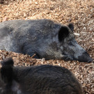 KOE_Wildpark 201203 25_jpg-1332087581