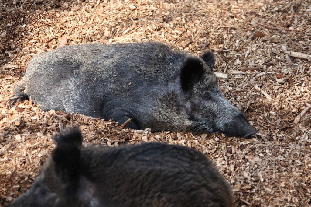 KOE_Wildpark 201203 25_jpg-1332087581