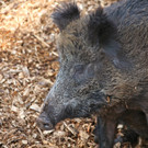 KOE_Wildpark 201203 26_jpg-1332087590