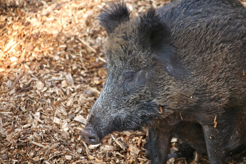 KOE_Wildpark 201203 26_jpg-1332087590