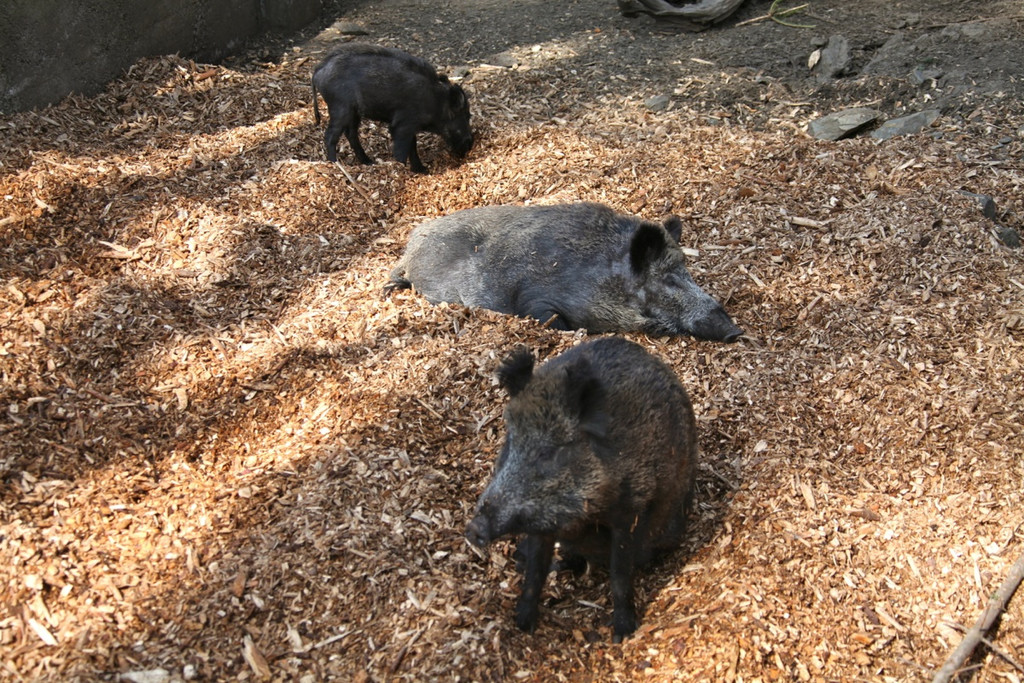 KOE_Wildpark 201203 27_jpg-1332087602