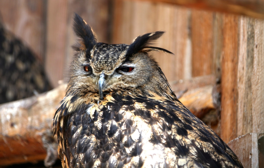 KOE_Wildpark 201203 31_jpg-1332087639