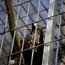 KOE_Wildpark 201203 33_jpg-1332087653